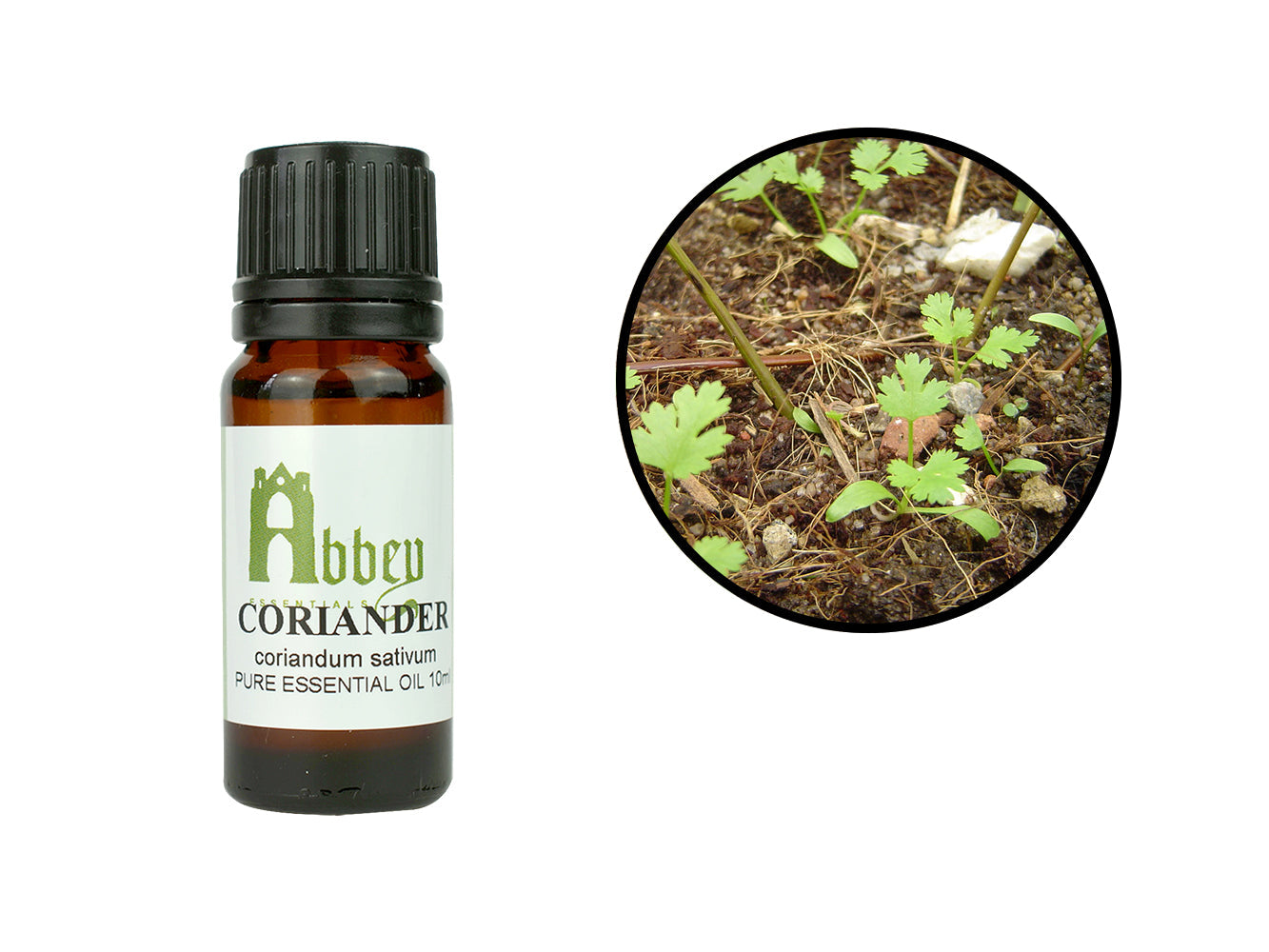 Coriander Essential Oil-0